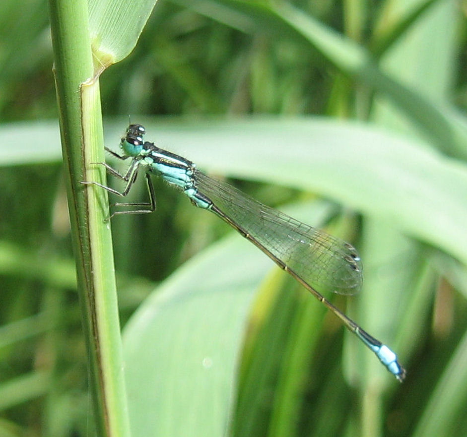 Odonati del lago di Piano